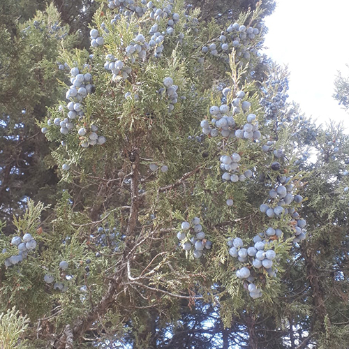 Essential Oils Juniper Berry Oil