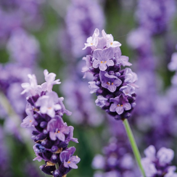 lavender-oil2