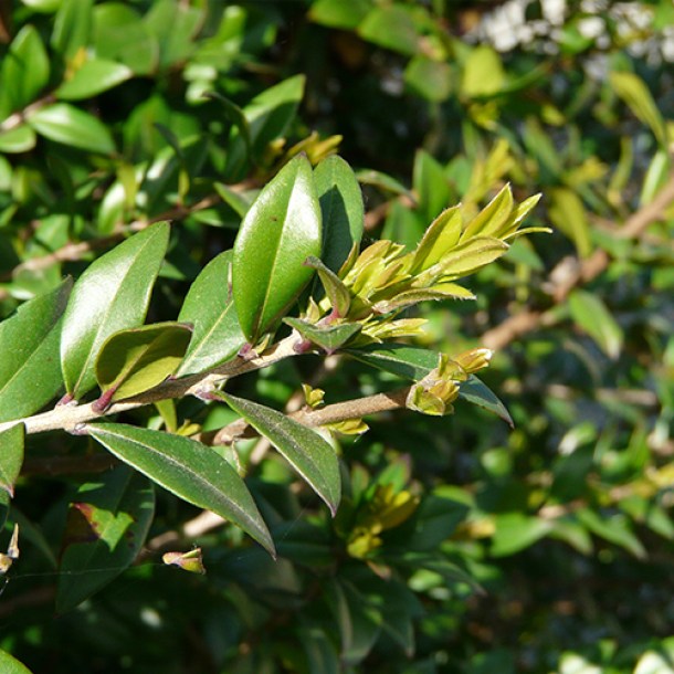 myrtle