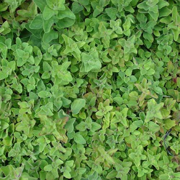 origanum-vulgare88